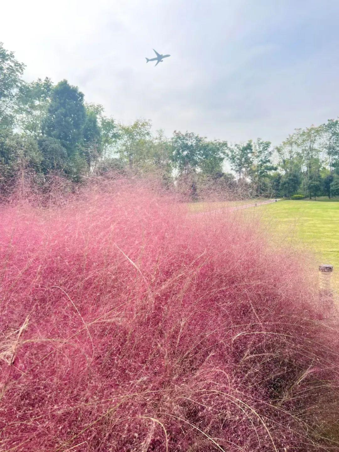 “粉黛花海”美如画，这些地方可以拍出最有长宁特色的大片_“粉黛花海”美如画，这些地方可以拍出最有长宁特色的大片_