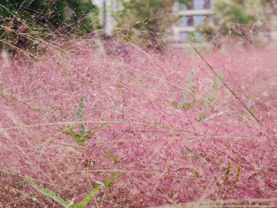 “粉黛花海”美如画，这些地方可以拍出最有长宁特色的大片_“粉黛花海”美如画，这些地方可以拍出最有长宁特色的大片_