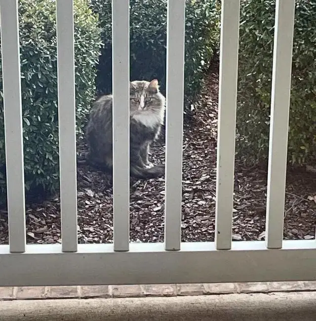 漂亮家猫_漂亮猫_